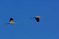 Two Brolga cranes (Grus rubicunda) flying. Queensland. Australia
