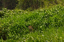 Jaguar (Panthera onca) female, hiding in dense high grass. Cuiaba river, Pantanal, Mato Grosso do Sul Province. BRAZIL. South America.
