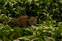 Jaguar (Panthera onca)  female, hiding in dense high grass. Cuiaba river, Pantanal, Mato Grosso do Sul Province. Brazil, South America.