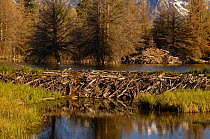 American beaver (Castor canadensis)  dam across a stream with a large conical house.Grand Teton National Park, Wyoming. USA