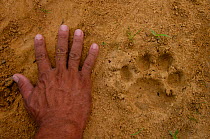 Jaguar footprints (Panthera onca) Cuiaba river, Pantanal. Mato Grosso do Sul Province. Brazil There is much size variation among these cats but in the Pantanal they are larger than those found in th...