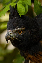 Head portrait of Black-and-chestnut eagle (Spizaetus / Oroaetus isidori) Andes, Ecuador, South America
