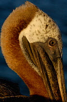 Close up head portrait of Brown Pelican (Pelecanus occidentalis urinator) Galapagos Islands, Ecuador, South America