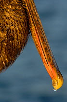 Brown Pelican beak (Pelecanus occidentalis urinator) Hyper saline solution dripping from the beak tip. This is a common phenomenon amongst sea birds which have a salt gland capable of removing excess...