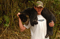 Spectacled bear (Tremarctos ornatus) sedated and carried by scientist, who will attach a radio collar. Andes Ecuador, South America