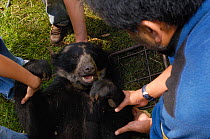 Spectacled bear (Tremarctos ornatus) sedated for researchers to attach radio collar. Andes Ecuador, South America