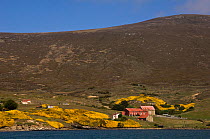 View of the historic Kepple Island Settlement.  Keppel Island. Off north coast of West Falkland. Falkland Islands.