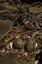 Blackish Oystercatcher (Haematopus ater) nest with eggs. Keppel Island. Off north coast of West Falkland. Falkland Islands