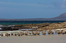 Flock of Upland geese (Chloephaga picta leucoptera) in eclipse plumage. During this moult they can not fly and seek safety in numbers. Sea Lion Island. South of mainland east Falkland Island. Falklan...