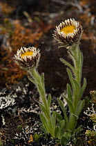 Close up of Hairy daisy (Erigeron incertus) endemic to the Falkland islands, Presently known from approx 100 individual plants. Keppel Island. Off north coast of West Falkland.