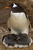Gentoo penguin (Pygoscelis papua) with two chicks, Keppel Island. Off north coast of West Falkland. Falkland Islands