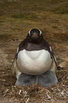 Gentoo penguin (Pygoscelis papua) with two chicks, Keppel Island. Off north coast of West Falkland. Falkland Islands