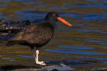 Blackish Oystercatcher (Haematopus ater) standing on rock exposed above water, Keppel Island. Off north coast of West Falkland. Falkland Islands