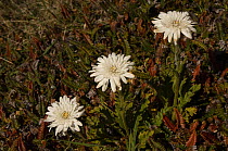 Vanilla Daisy (Leucheria suaveolens) in flower between November and January. Native to the Falklands and fairly common. Keppel Island. Off north coast of West Falkland. Falkland Islands