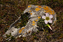 Sheep skull with flower. Evidence that Keppel Island was once a farm but the livestock was removed in the 1980's. Keppel Island. Off north coast of West Falkland. Falkland Islands