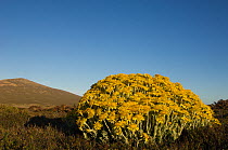 Woolly Falkland Ragwort / Groundsel (Senecio littoralis) in flower, endemic to the Falkland Islands.  Kepple Island. Falkland Islands