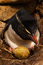 Rockhopper Penguin (Eudyptes chrysocome chrysocome) at nest with egg. West Falkland. Falkland Islands