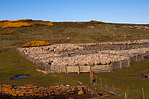Flock of Sheep (Roughies) in pens for shearing.  Port Stephens Farm. West Falkland. Falkland Islands