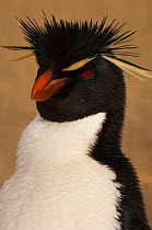 Head portrait of Rockhopper Penguin (Eudyptes chrysocome) West Falkland. Falkland Islands