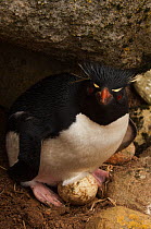 Rockhopper Penguin (Eudyptes chrysocome chrysocome) with egg. West Falkland. Falkland Islands
