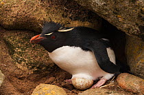 Rockhopper Penguin (Eudyptes chrysocome chrysocome) with egg. West Falkland. Falkland Islands