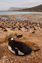 Gentoo Penguin nest colony (Pygoscelis papua)  on coastal shores, West Falkland. Falkland Islands