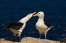 Pair of Black-browed Albatross (Thalassarche melanophrys) in courtship display, Steeple Jason Island. Falkland Islands
