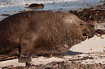 Bull Southern Elephant Seal (Mirounga leonina) Sea Lion Island. South of mainland east Falkland Island. Falkland Islands.