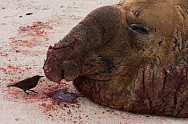 Bull Southern Elephant Seal (Mirounga leonina) after fighting for take over of the harem. Even a short fight usually results in both bulls getting badly cut on their necks and faces. The Tussock Bird...