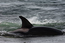 Fin of Orcas / Killer Whale (Orcinus orca) Sea Lion Island. South of mainland east Falkland Island. Falkland Islands