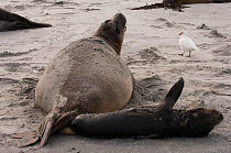 Southern Elephant Seal (Mirounga leonina) female giving birth to pup, on sandly shore, Sea Lion Island. South of mainland east Falkland Island. Falkland Islands