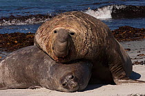 Southern Elephant Seal (Mirounga leonina) male attempting to mate with the female. Sea Lion Island. South of mainland east Falkland Island. Falkland Islands