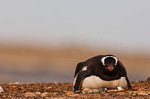 Gentoo Penguin (Pygoscelis papua) nesting Sea Lion Island. South of mainland east Falkland Island. Falkland Islands