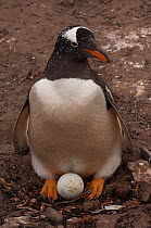Gentoo Penguin (Pygoscelis papua) on nest with egg Sea Lion Island. South of mainland east Falkland Island. Falkland Islands