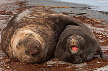 Double portrait of Southern Elephant Seals (Mirounga leonina) Bull and female lying together on coastal shoreline, Sea Lion Island. South of mainland east Falkland Island. Falkland Islands