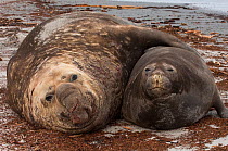 Double portrait of Southern Elephant Seals (Mirounga leonina) Bull and female lying together on coastal shoreline, Sea Lion Island. South of mainland east Falkland Island. Falkland Islands