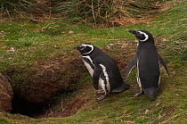 Pair of Magellanic Penguins (Spheniscus magellanicus) standing at entrance to nesting burrow,Sea Lion Island. South of mainland east Falkland Island. Falkland Islands