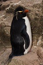 Portrait of Rockhopper Penguin (Eudyptes chrysocome chrysocome) Sea Lion Island. South of mainland east Falkland Island. Falkland Islands