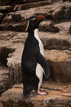 Portrait of Rockhopper Penguin (Eudyptes chrysocome chrysocome) standing on cliffs, Sea Lion Island. South of mainland east Falkland Island. Falkland Islands