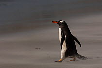 Gentoo Penguin (Pygoscelis papua) walking on sand, Sea Lion Island. South of mainland east Falkland Island. Falkland Islands