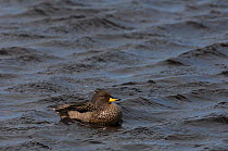 Speckled / Chilean Teal (Anas flavirostris) on water, Sea Lion Island. South of mainland east Falkland Island. Falkland Islands
