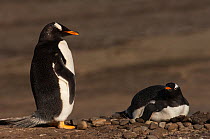 Pair of Gentoo Penguins (Pygoscelis papua) at nest,  Sea Lion Island. South of mainland east Falkland Island. Falkland Islands