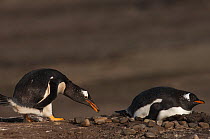 Pair of Gentoo Penguins (Pygoscelis papua) at nest site, one carries small stone in its bill as courtship gift, Sea Lion Island. South of mainland east Falkland Island. Falkland Islands