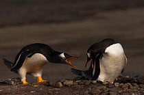 Pair of Gentoo Penguins (Pygoscelis papua) calling to one another at nest site, which is comprised of a small pile of stones, Sea Lion Island. South of mainland east Falkland Island. Falkland Islands
