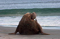 Southern Elephant Seal (Mirounga leonina) bull, on coastal shoreline, Sea Lion Island. South of mainland east Falkland Island. Falkland Islands