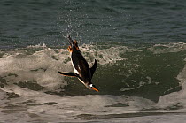 Gentoo Penguin (Pygoscelis papua) jumping out of the water, Sea Lion Island. South of mainland east Falkland Island. Falkland Islands