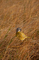 Black-throated / Canary winged Finch (Melanodera melanodera melanodera) male perched in long grass (Resident endemic sub-species.) Sea Lion Island. South of mainland east Falkland Island. Falkland Isl...