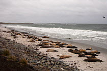 Colony / Harem of Southern Elephant Seals (Mirounga leonina) lying on beach, Sea Lion Island. South of mainland east Falkland Island. Falkland Islands