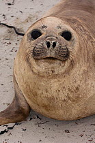 Head portrait of Southern Elephant Seal (Mirounga leonina) female. Sea Lion Island. South of mainland east Falkland Island. Falkland Islands