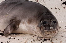 Portrait of a Southern Elephant Seal (Mirounga leonina) juvenile, 3 weeks old and weaned, its mother has abandoned it to go to sea and from now on it must survive on its own. Sea Lion Island. South o...